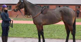 Marsha Race horse