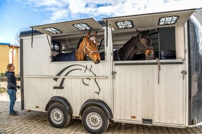 Horses Being Transported