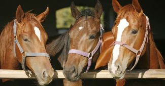 Thoroughbred Horses