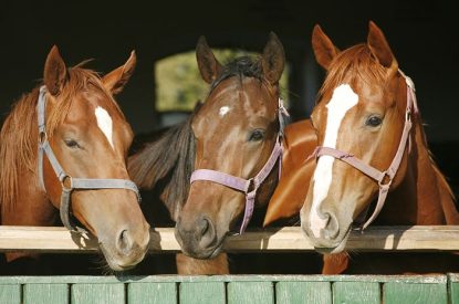 Thoroughbred Horses