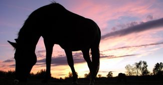 Horse Grazing at Sunset