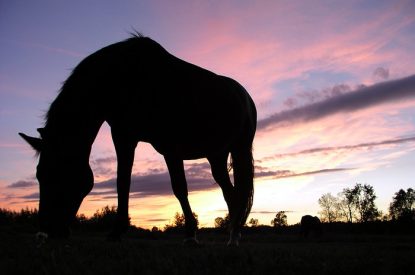 Horse Grazing at Sunset