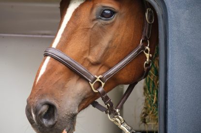 Horse Looking Out of Transporter
