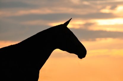 Horse Profile Silhouette at Sunset