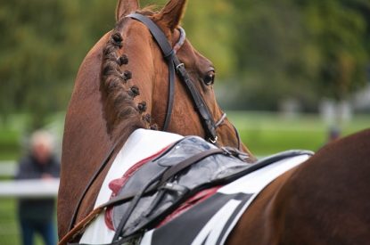 Racehorse Close Up in Parade Ring