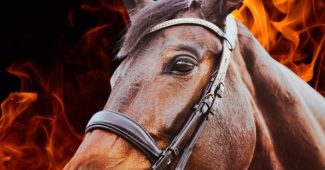 Bay Horse Portrait Against Flames