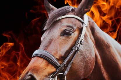 Bay Horse Portrait Against Flames