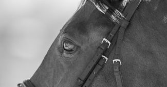 Black and White Horse Portrait