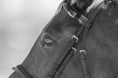 Black and White Horse Portrait