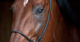 Portrait of Bay Horse Close Up
