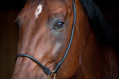Portrait of Bay Horse Close Up