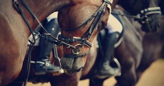 Sports Horse in Group Close Up