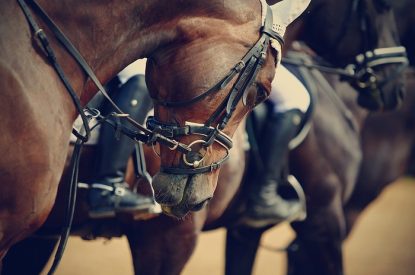 Sports Horse in Group Close Up