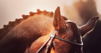 Ears of Horse with braided Mane