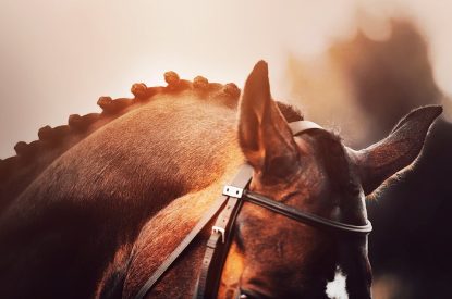Ears of Horse with braided Mane