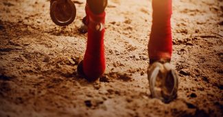 Hooves of Horse with Red Bandages