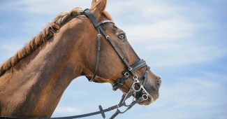 Portrait of Chestnut Horse Against Blue Sky