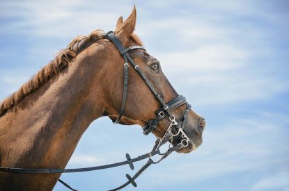Portrait of Chestnut Horse Against Blue Sky