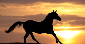 Silhouette of Galloping Horse Against Sunset