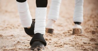 Bandaged Legs of Horse Walking on Sand