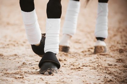 Bandaged Legs of Horse Walking on Sand