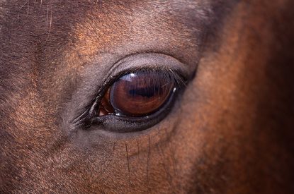 Eye and Pupil of Brown Horse