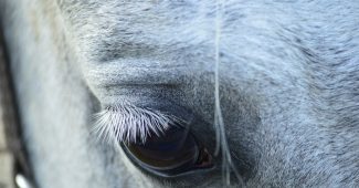 Eye of Grey Horse Close Up