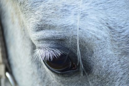 Eye of Grey Horse Close Up