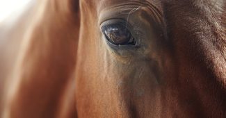 Eye of Light Brown Horse