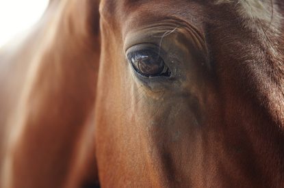 Eye of Light Brown Horse