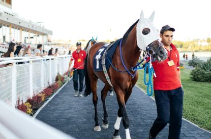 Man Leading Horse in Parade Ring
