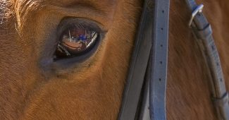 Eye of Chestnut Horse Wearing Bridle