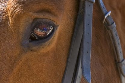 Eye of Chestnut Horse Wearing Bridle