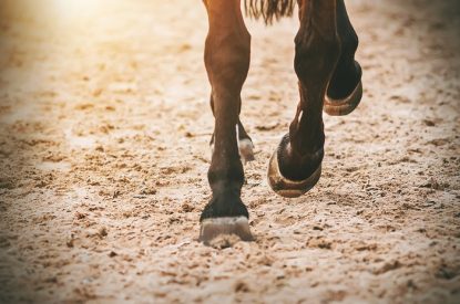 Hooves of Horse on Sand