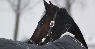 Horse with Blanket in Winter