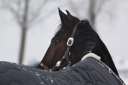 Horse with Blanket in Winter