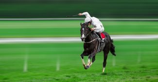 Isolated Horse with Jockey in White Silks