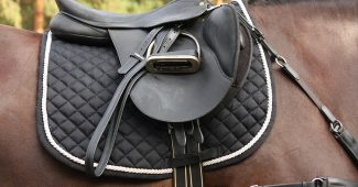 Leather Saddle on Bay Horse