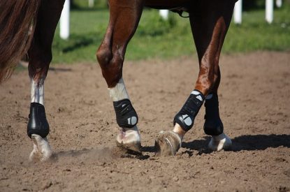 Close Up of Horses Legs on Gallops
