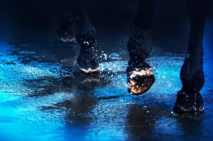 Dark Horse Walking Through Puddle in Yard