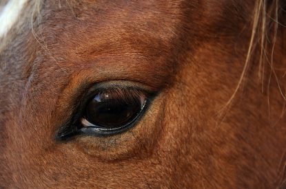 Eye of Chestnut Horse Close View