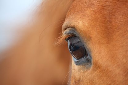 Eye of Light Chestnut Horse Close Up