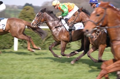 Horse Race Field Close View