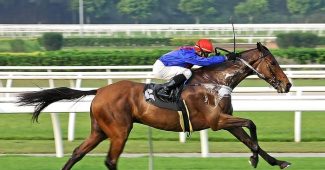 Jockey with Blue Silks on Isolated Horse