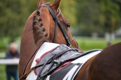 Horse Number 4 Looking Right