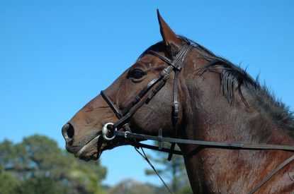 Portrait of Dark Brown Horse Against Clear Blue Sky