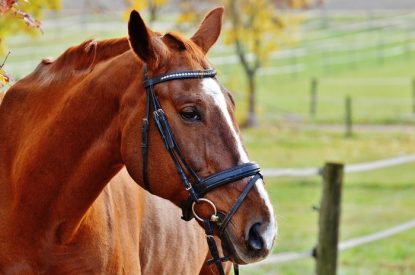 Chestnut Horse with White Blaze Wearing Bridle