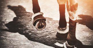 Legs of Grey Horse Walking on Cobbles