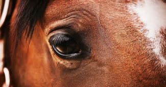 Eye of Bay Horse Close Up