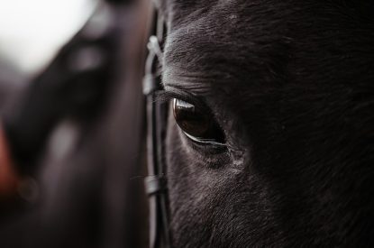 Eye of Dark Horse Facing Forward